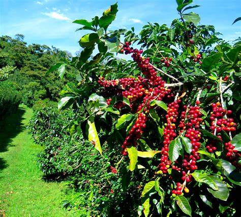 What makes African coffee so special?