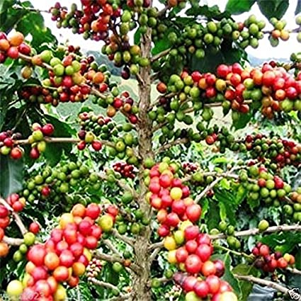 The History of Coffee and its Global Impact